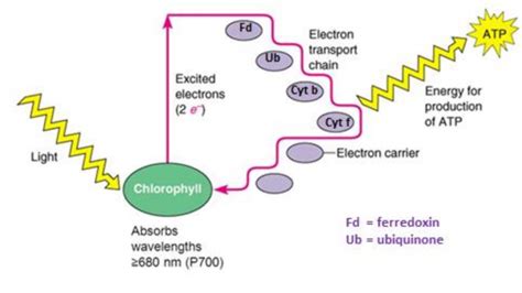 Cyclic-Photophosphorylation | Online Biochemistry Notes