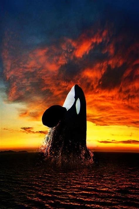 Killer Whale rising at sunset. | Under the Sea! | Pinterest | Killer ...