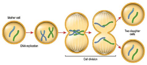 B Cells (B Lymphocytes) - The Definitive Guide | Biology Dictionary