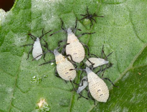 Squash bug nymphs, newly hatched: Why two different colors? - Anasa ...