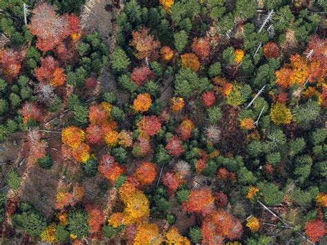 Bavarian Forest on Behance