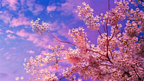 1920x1080 Cherry Blossom Tree 4k 5k Laptop Full HD 1080P ,HD 4k Wallpapers,Images,Backgrounds ...