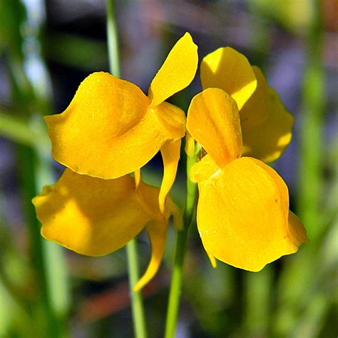 Horned Bladderwort (Submerged and Floating Aquatic Plants of Louisiana) · iNaturalist.org