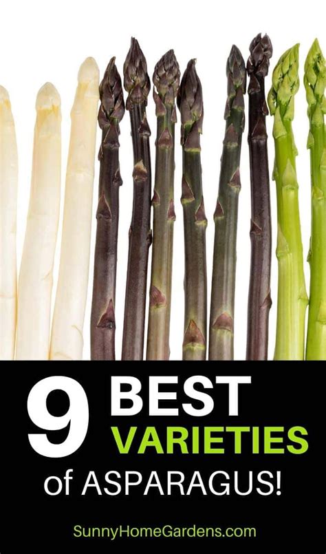 Asparagus Varieties - Sunny Home Gardens