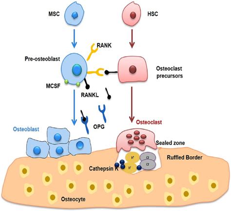 | Diversity of T helper (Th) cells. The signature cytokines produced by ...