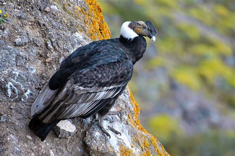 FÓSIL: Chile definirá áreas prioritarias para la conservación del cóndor andino (Vultur gryphus)