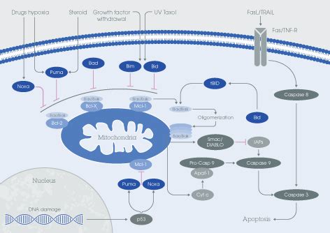 Bcl-2: the apoptosis checkpoint family | Abcam