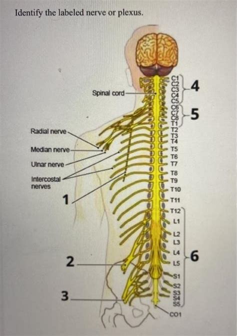 Solved Identify the labeled nerve or plexus. 4 Spinal cord 5 | Chegg.com