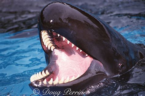 Killer Whale Teeth Size