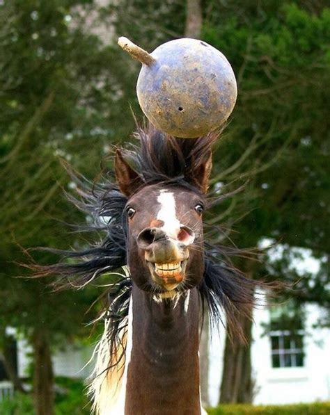 OMG lol!! Funny #horse #laughs #face | Funny horse pictures, Funny horses, Horses