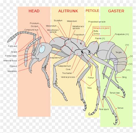 Scheme Ant Worker Anatomy-en - Ant Anatomy, HD Png Download - 1155x1024 ...