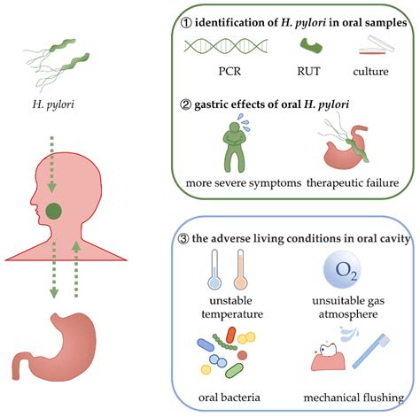 IJMS | Free Full-Text | Helicobacter pylori in the Oral Cavity: Current Evidence and Potential ...