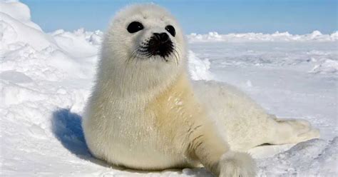 Harp Seal Behavior - AnimalBehaviorCorner