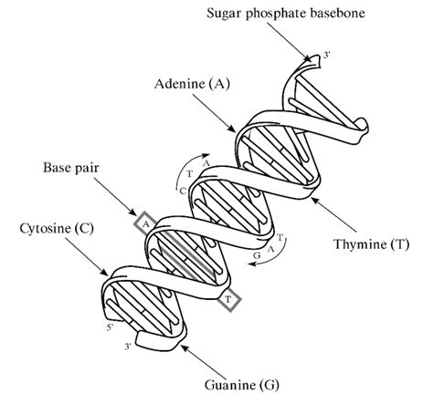 MCAT Review Topic: DNA and ATP - Magoosh MCAT Blog