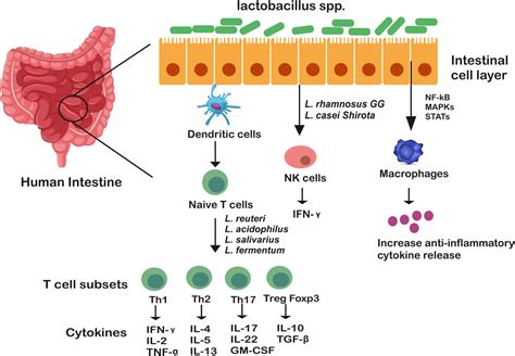 Frontiers | Gut microbiome and human health: Exploring how the probiotic genus Lactobacillus ...