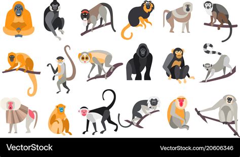 Collection of different breeds monkeys Royalty Free Vector