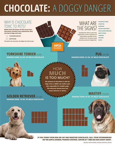 Chocolate toxicity in dogs Pet Health Insurance, Dog Insurance, Dog Ate Chocolate, Easter ...