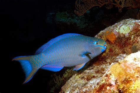 Queen Parrotfish Photograph by Charles Angelo - Pixels