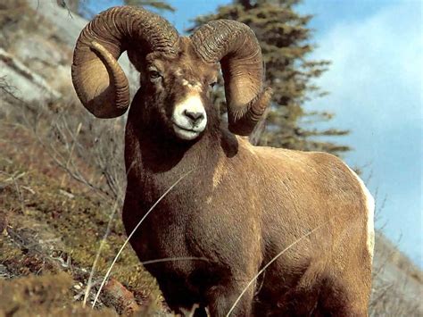 Nature Wallpaper : Bighorn Ram | Animals wild, Big horn sheep, Animals