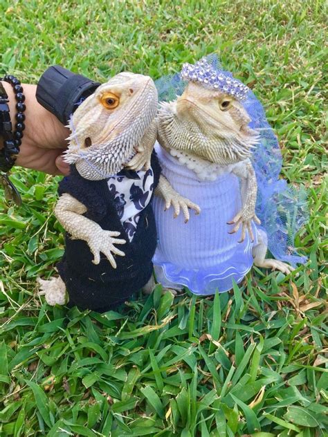 2PC XLRG WEDDING COSTUME DRESS 4 BEARDED DRAGONS | eBay | Cute reptiles ...