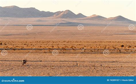 Gemsbok Antelope stock image. Image of arid, kalahari - 74289107