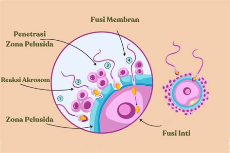 Mengenal Fertilisasi/Pembuahan & Tahapannya - Bocah Indonesia