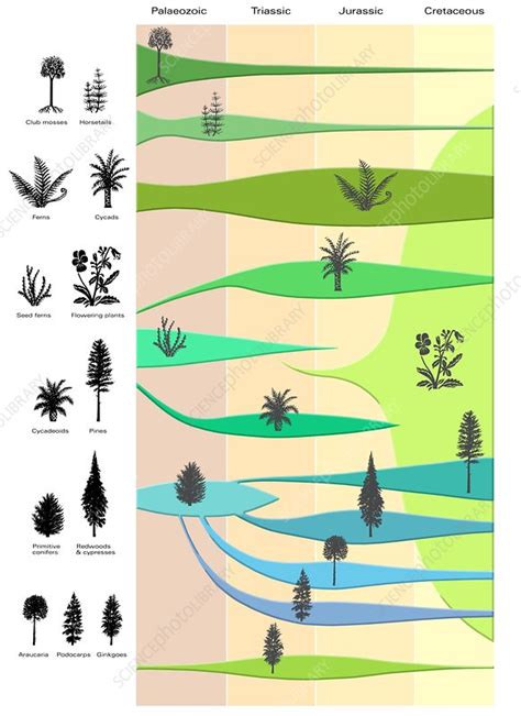 Plant evolution, diagram - Stock Image - C002/9465 - Science Photo Library