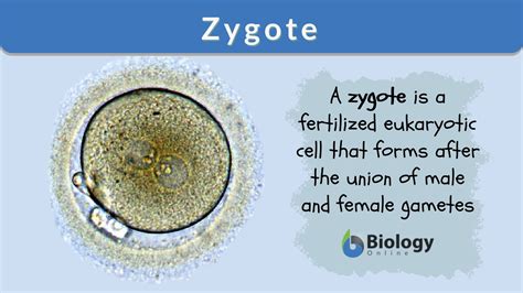 Zygote Definition and Examples - Biology Online Dictionary