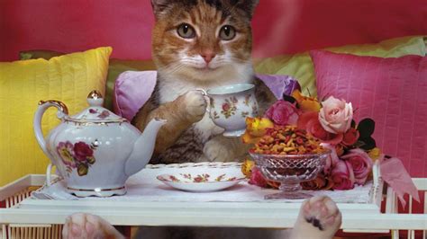 Kitten Tea Party Wallpapers - Wallpaper Cave