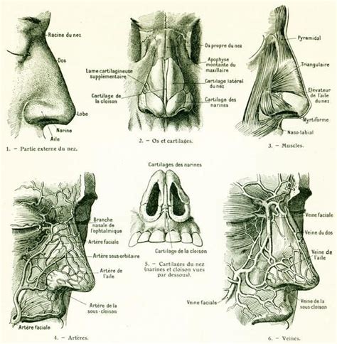 1912 Nose antique human Anatomie Nasal Cavity. Human Nose. Nasal ...