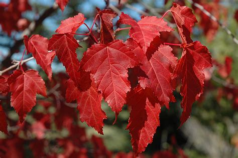 Amur Maple (Acer ginnala) in Edmonton St Albert Sherwood Park Stony Plain Alberta AB at ...