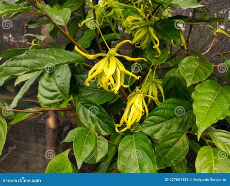 Ylang Ylang Plant Flowers and Leaves Stock Photo - Image of plant ...