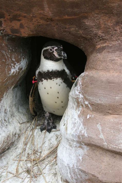 Three South American Humboldt penguins arrived at the Kansas City Zoo on 9/26/13. The warm-water ...