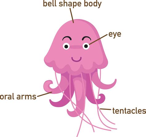 Illustration of jellyfish vocabulary part of body.vector 2926234 Vector Art at Vecteezy