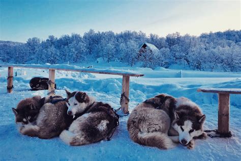 The Surprising Temperature Threshold for Siberian Huskies to Sleep Outside | Noodls