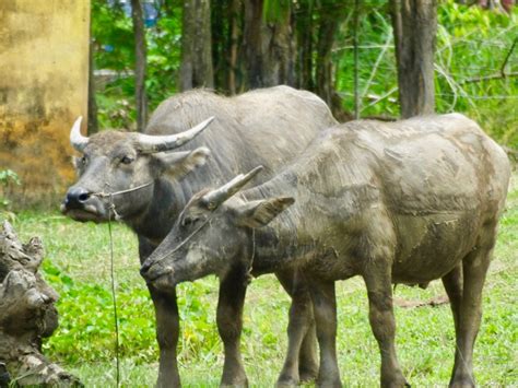 Asian Swamp Water Buffalo | SIMILAR BUT DIFFERENT IN THE ANIMAL KINGDOM