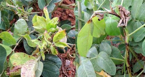 Peanut (groundnut) | Diseases and Pests, Description, Uses, Propagation