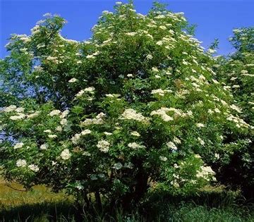 Vlier (sambucus nigra)