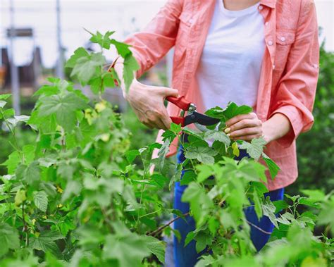 How to prune blackcurrant bushes: all you need to know | Gardeningetc