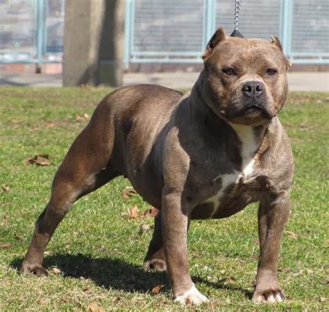 American bulldog pitbull mix | Animals Photos Directory