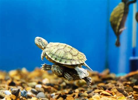 How to Pick the Right Turtle Tank Filter and Tank | PetMD