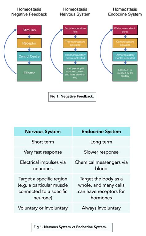 Thermoregulation (A-level Biology) - Study Mind