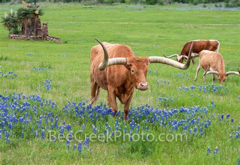 Texas Bluebonnets and Longhorns