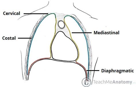 The Pleurae - Visceral - Parietal - TeachMeAnatomy