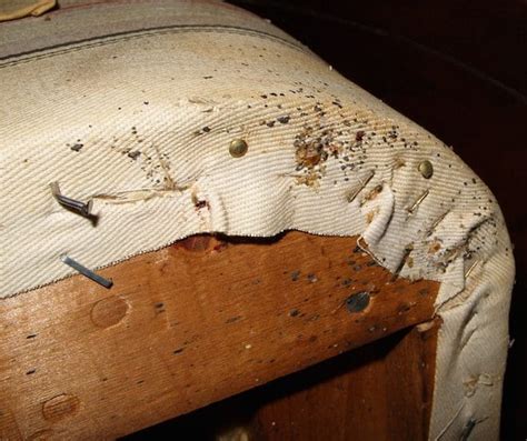 Do I Have Bed Bugs in My Bed? - Mattress Depot USA