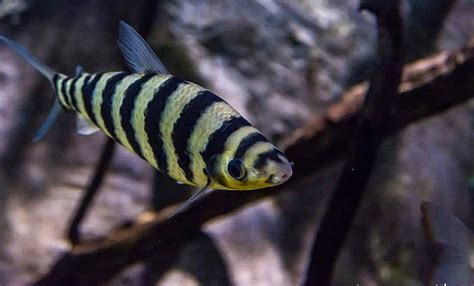 Black banded leporinus Care: Size, Tank Mates, Diet, Setup