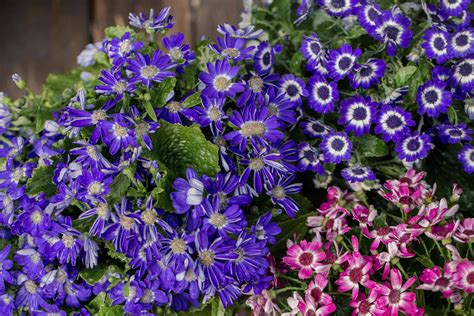 How to Grow and Care for Cineraria