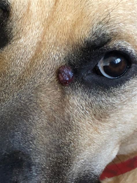 My dog has a big bump near his eye first it looked like a pimple and it ...