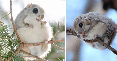 Cute Baby Flying Squirrel