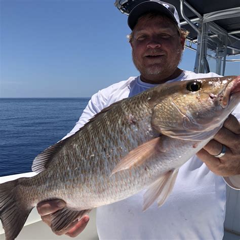 Mangrove Snapper Fishing Clearwater | FishEye Sportfishing